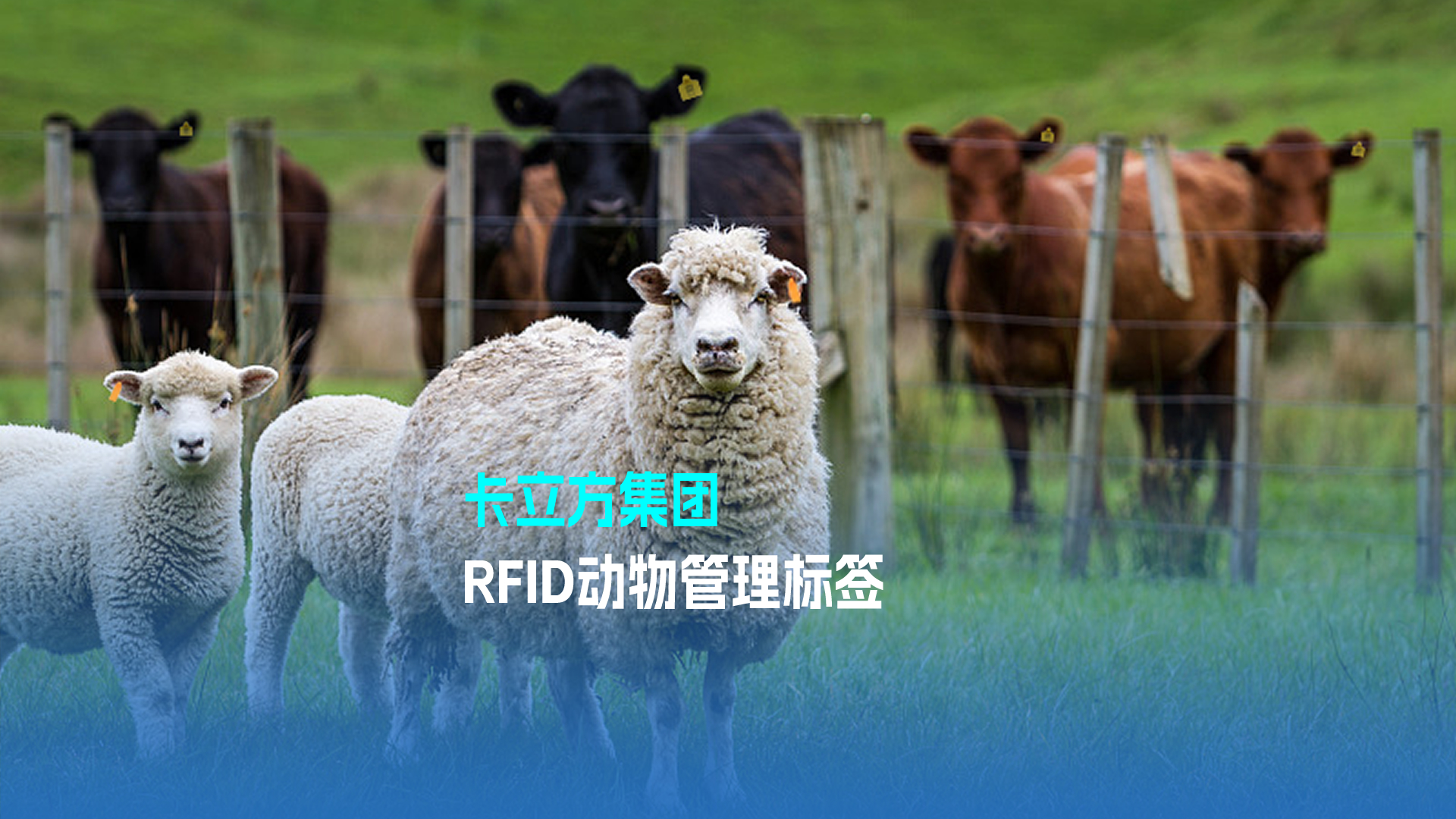 亚游集团集团RFID动物治理标签 科技赋能现代畜牧业新篇章